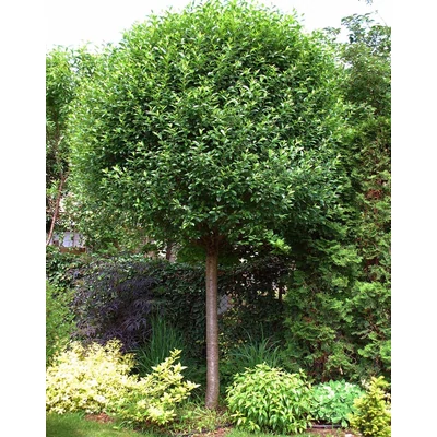 Prunus eminens 'Umbraculifera' (syn.: Prunus fruticosa 'Globosa') - Gömbkoronájú csepleszmeggy
