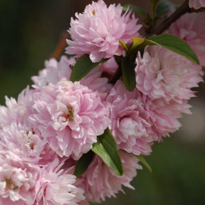 Prunus glandulosa 'Sinensis Rosea' – Japán törpemeggy