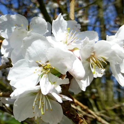 Prunus incisa 'Compacta' – Fuji díszcseresznye