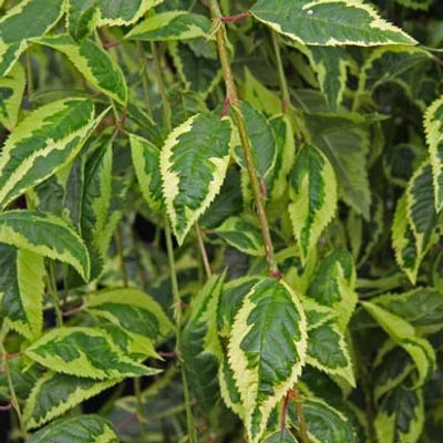 Prunus incisa 'Frilly Frock' – Fuji cseresznye