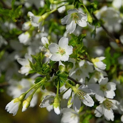 Prunus incisa 'Fujiyama' – Fuji díszcseresznye