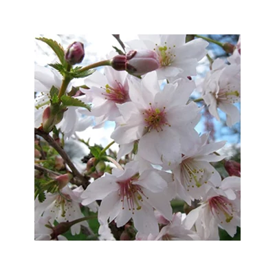 Prunus incisa 'Mikinori' – Fuji cseresznye