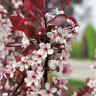 Prunus 'Jelena'