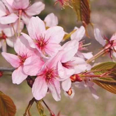 Prunus 'Kornicensis'