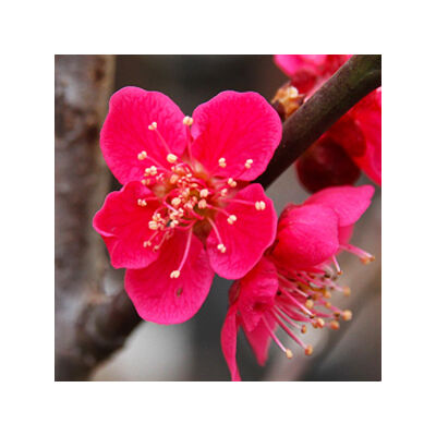 Prunus mume 'Beni-chi-dow' – Japán díszkajszi   
