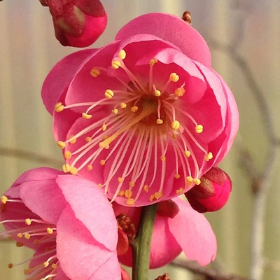 Prunus mume 'Dawn' – Japán díszkajszi
