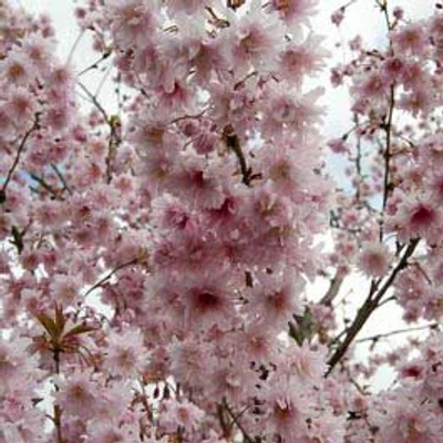 Prunus mume 'Oshidori' – Japán díszkajszi