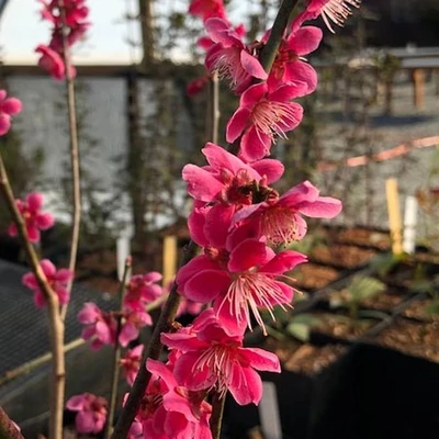 Prunus mume 'Sage' – Japán díszkajszi