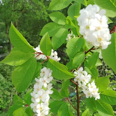 Prunus padus 'Tiefurt' – Zelnicemeggy