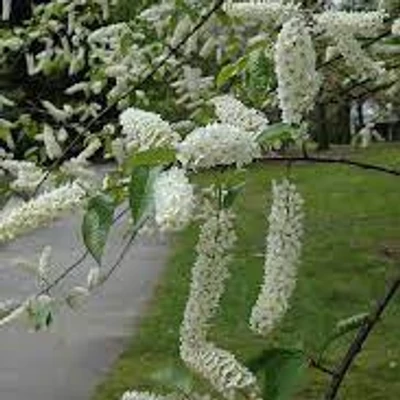 Prunus padus 'Watereri' – Zelnicemeggy