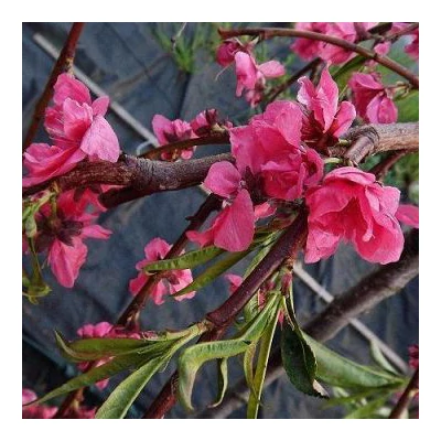 Prunus persica 'Melred Weeping' – Díszőszibarack
