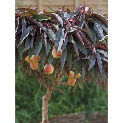Prunus persica 'Nana Crimson Bonfire' – Törpe díszőszibarackfa