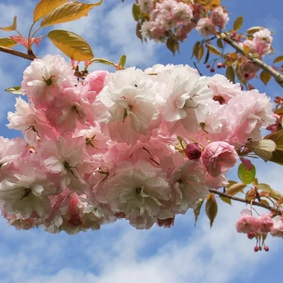 Prunus 'Pink Parasol' – Japán díszcseresznye
