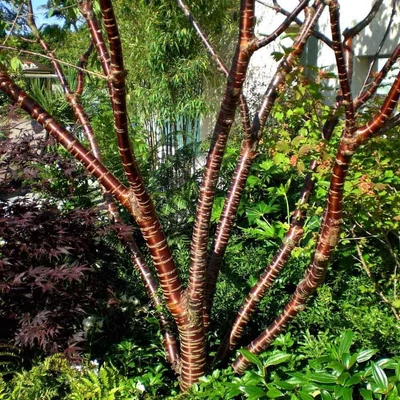Prunus serrula – Tibeti nyírkérgű díszcseresznye