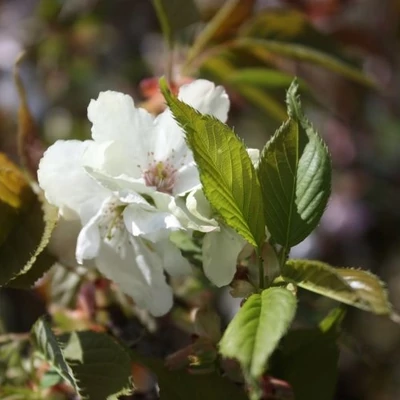 Prunus serrulata 'Asagi' – Japán díszcseresznye