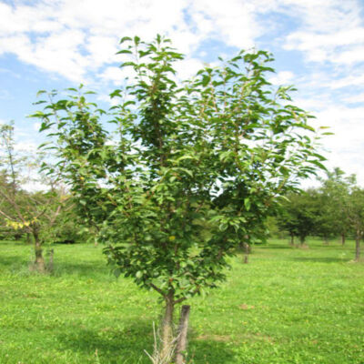 Prunus serrulata 'Diane' – Japán díszcseresznye
