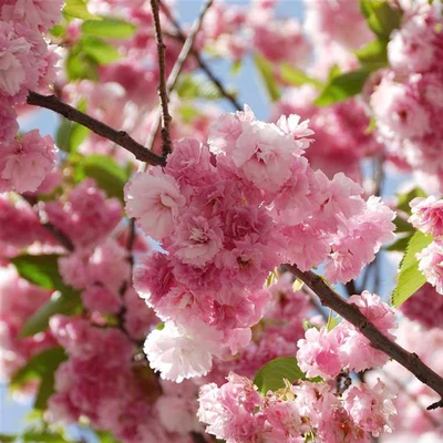 Prunus serrulata 'Pink Perfection' – Japán díszcseresznye