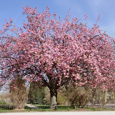 Prunus serrulata – Rózsaszín virágú japán díszcseresznye
