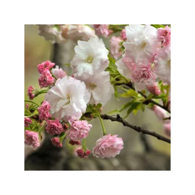 Prunus serrulata 'Shimidsu' – Japán díszcseresznye