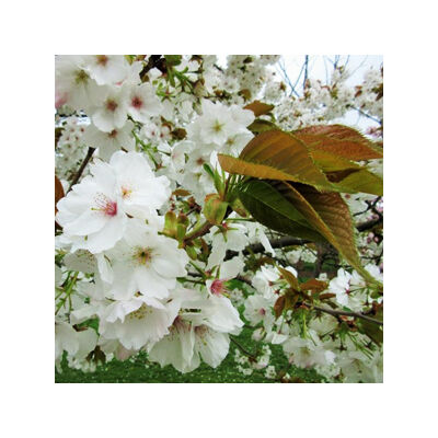 Prunus serrulata 'Taihaku' – Nagy, fehér cseresznyefa