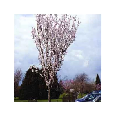 Prunus 'Spire' - 'Spire' díszcseresznye
