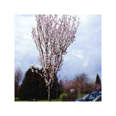 Prunus 'Spire' - 'Spire' díszcseresznye