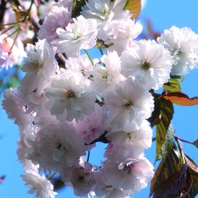 Prunus 'Spring Snow' (syn.: 'Beni-tamanishiki')