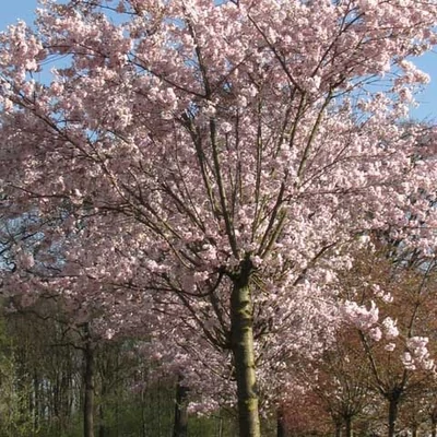 Prunus x subhirtella 'Dahlem' – Higan-díszcseresznye