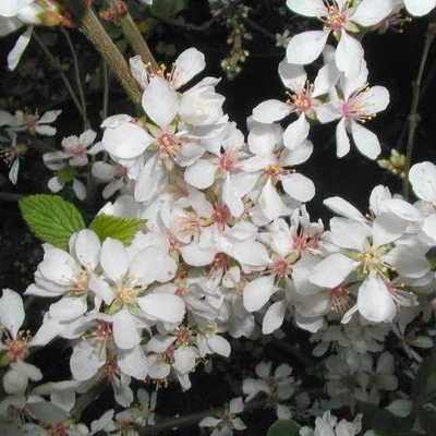 Prunus tomentosa 'Orient' – Pelyhes meggy, Nanking meggy