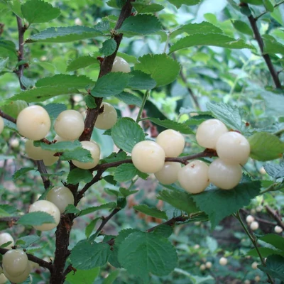 Prunus tomentosa 'Snovit' – Pelyhes meggy, Nanking meggy
