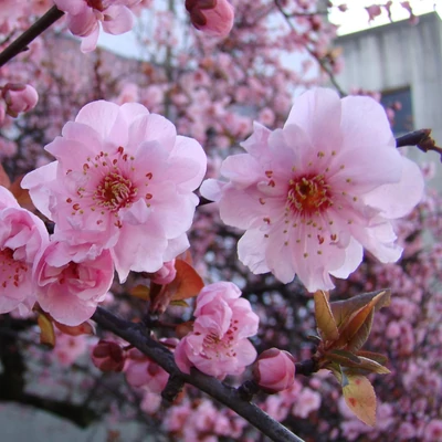 Prunus x blireana – Bordó lombú szilva