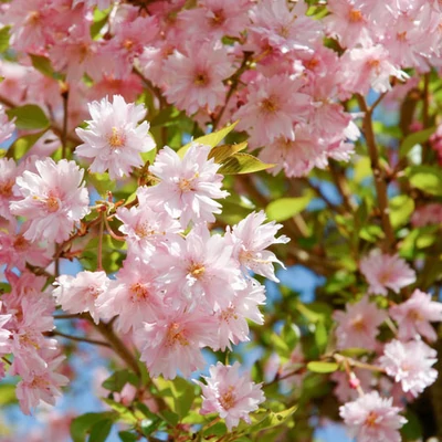 Prunus x subhirtella 'Fukubana' – Higan-díszcseresznye