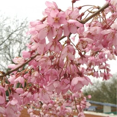 Prunus × subhirtella 'Pendula' (syn.: Prunus pendula, Prunus subhirtella var. pendula) – Díszcseresznye