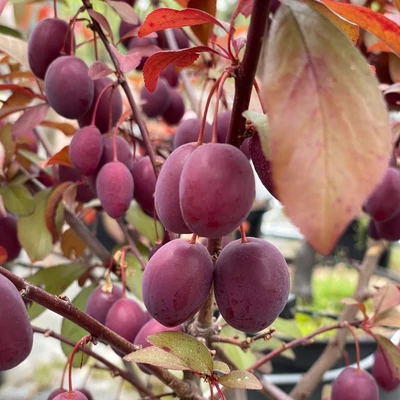 Prunus cerasifera 'Trailblazer' – Vérszilva