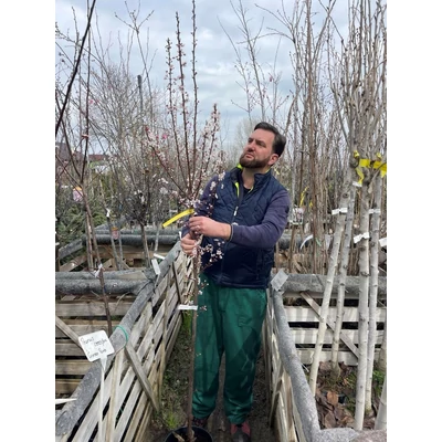 Prunus cerasifera 'Crimson Pointe' - Oszlopos vérszilva