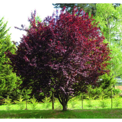 Prunus cerasifera 'Nigra' – Vérszilva (extra méretű koros)