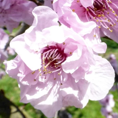 Prunus cerasifera 'Rosea Plena' – Vérszilva