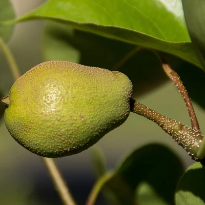 Pyrus bretschneideri 'Early Shu' – Körte