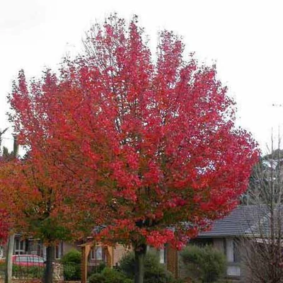 Pyrus calleryana 'Autumn Blaze' – Kínai díszkörte