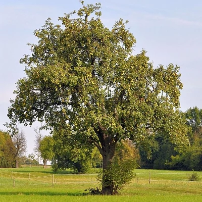 Pyrus communis – Vadkörte