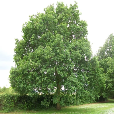 Quercus robur 'Eurad' – Kocsányos tölgy