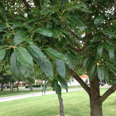 Quercus acutissima – Hegyeslevelű tölgy