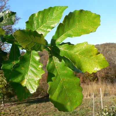 Quercus aliena 