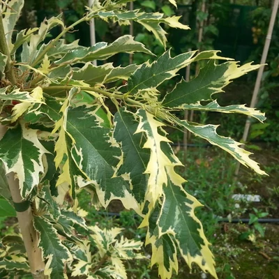 Quercus cerris 'Argenteovariegata' – Csertölgy