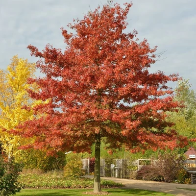 Quercus coccinea 'Splendens' – Bíbor tölgyfa