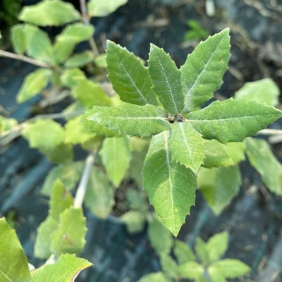 Quercus ilex – Magyaltölgy