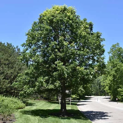 Quercus macrocarpa – Nagylevelű tölgy