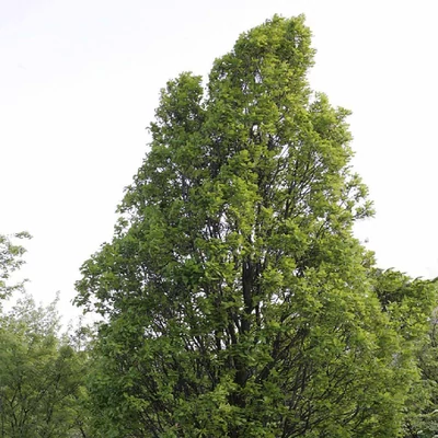 Quercus 'Monument' – Tölgy