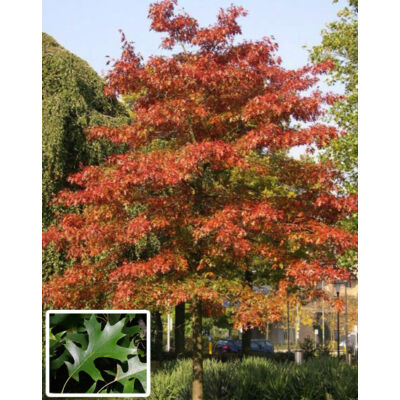 Quercus palustris – Mocsári tölgy