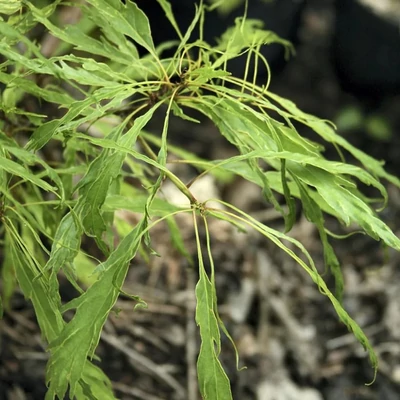 Quercus petraea 'Insecata' – Kocsánytalan tölgy
